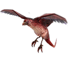 bird